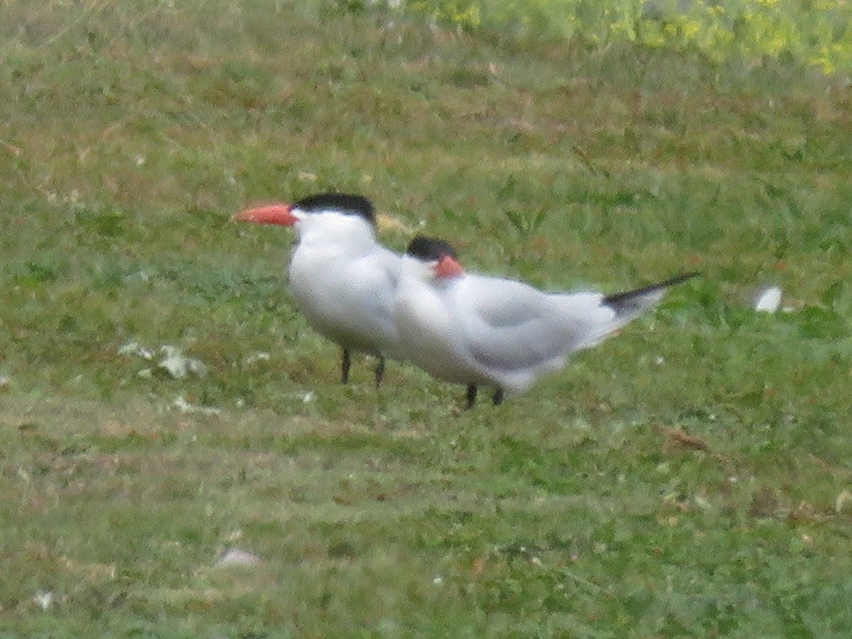 オニアジサシ - ML646261721