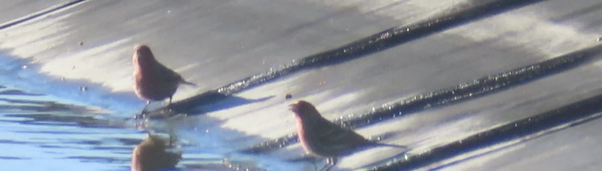 メキシコマシコ - ML646261722