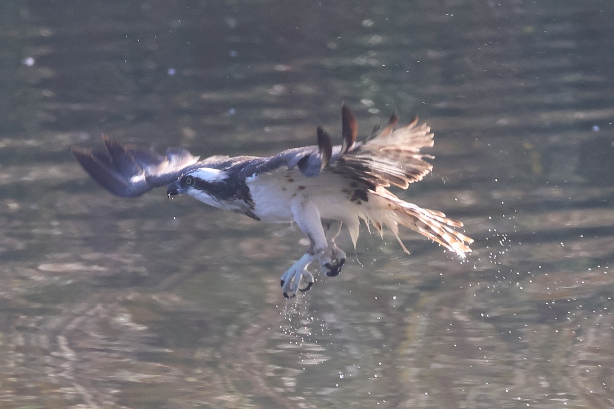 ミサゴ - ML646261723