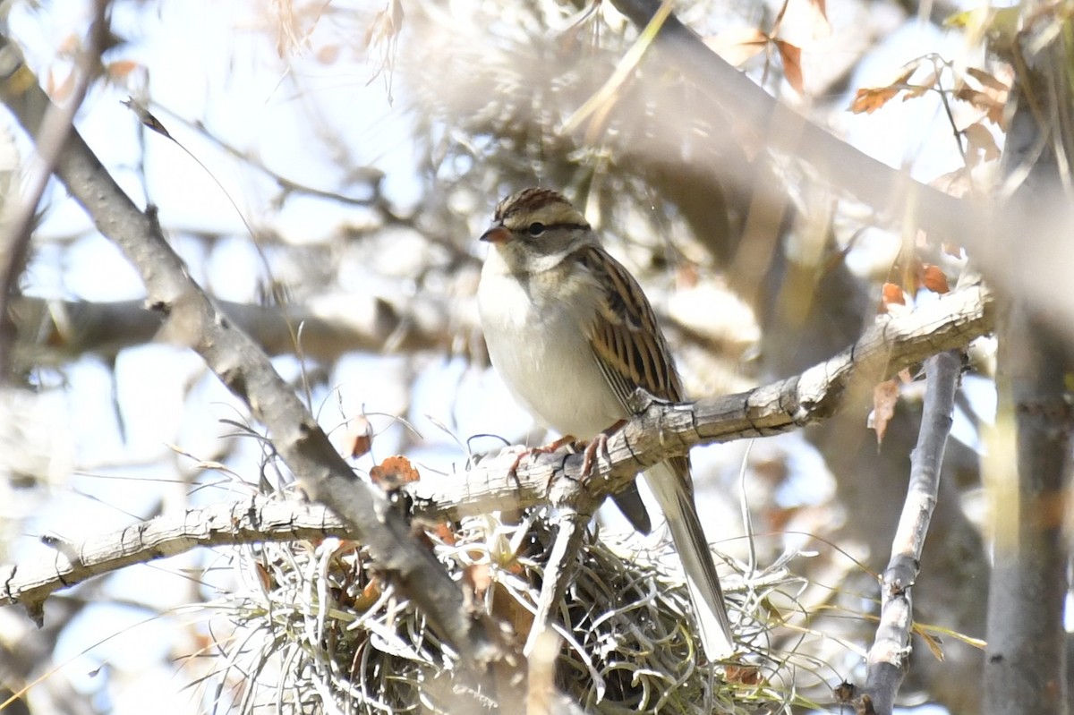 チャガシラヒメドリ - ML646261724