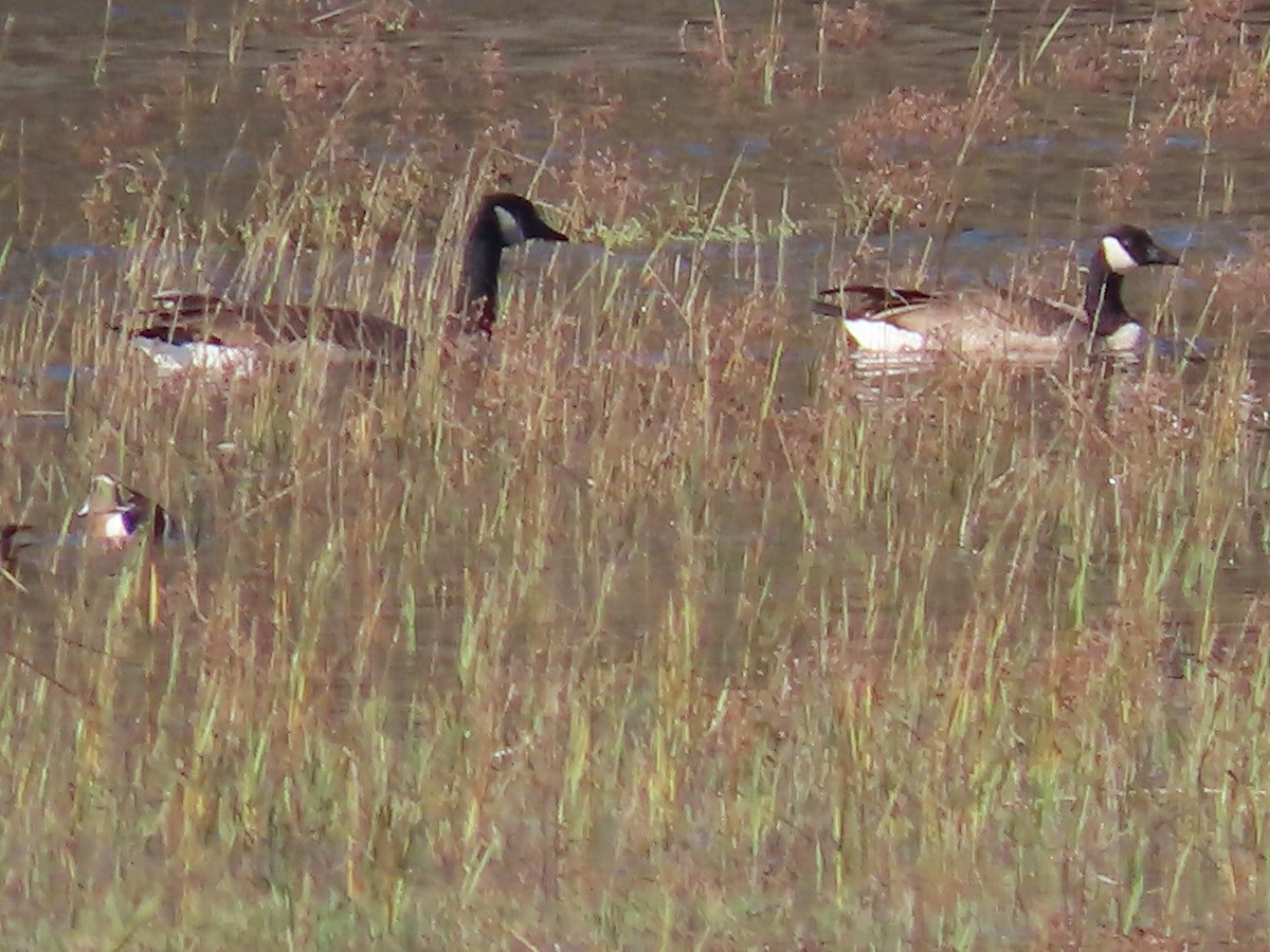 カナダガン - ML646261725