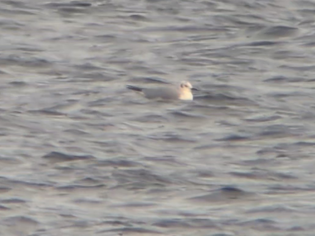 Bonaparte's Gull - ML646261726