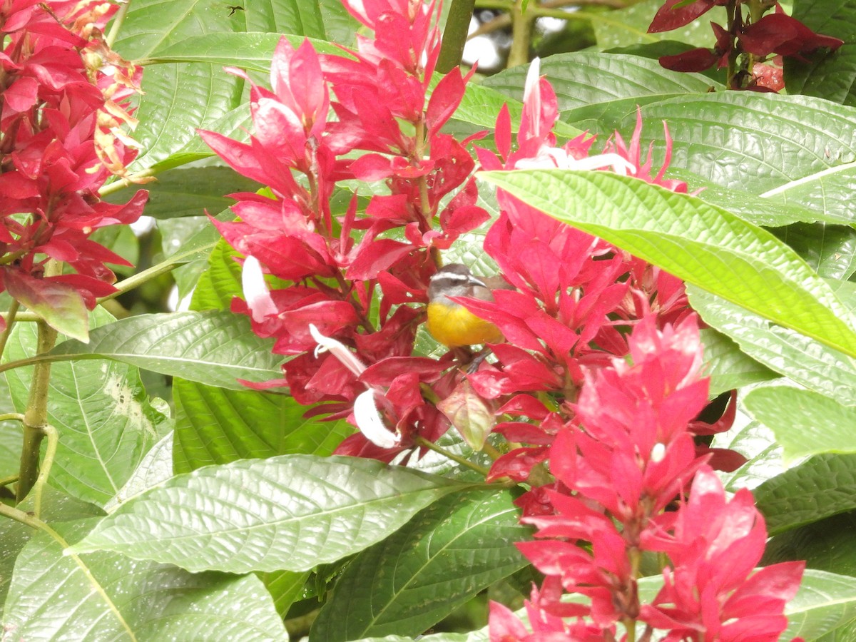 Цереба - ML646261727