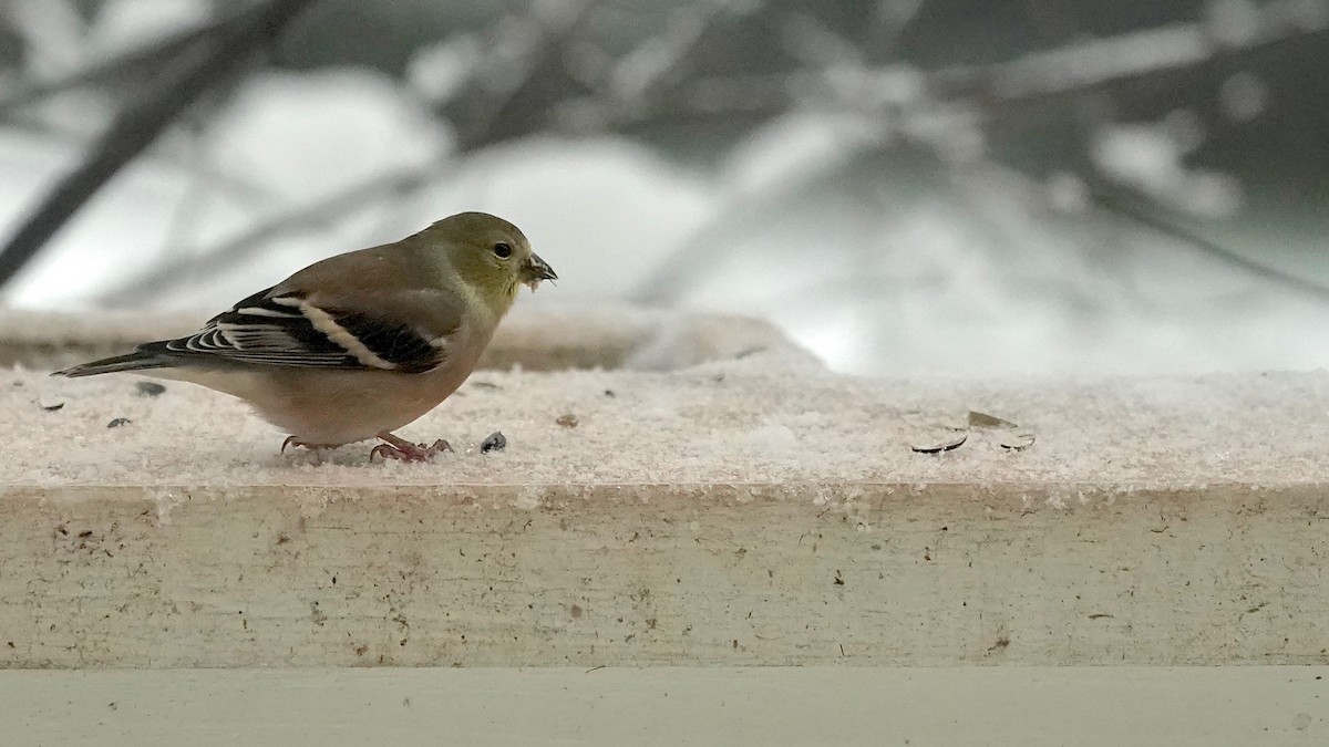 オウゴンヒワ - ML646261728