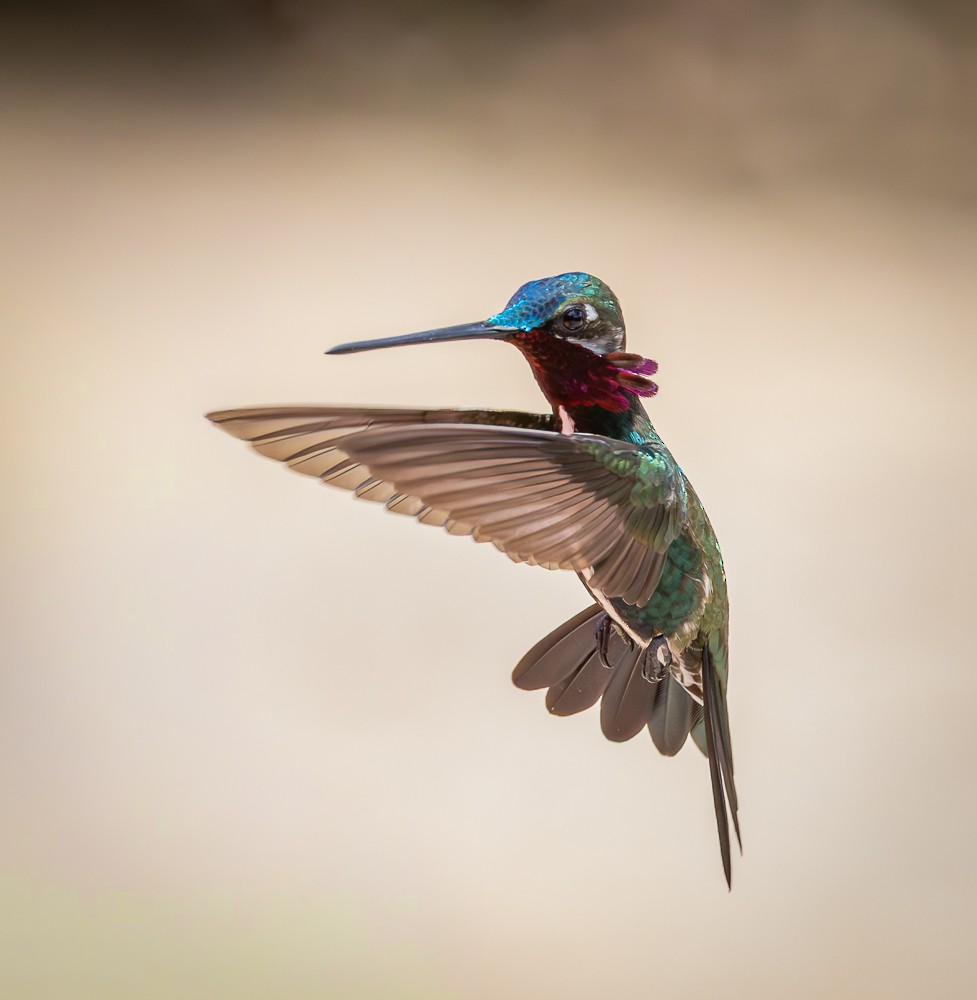 シロスジハチドリ - ML646261729