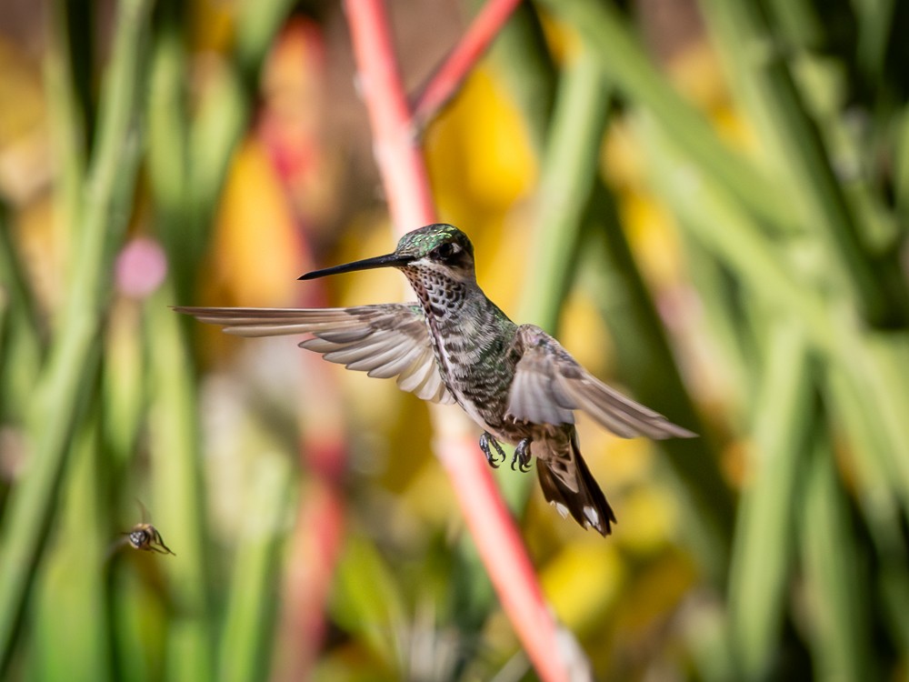 シロスジハチドリ - ML646261730