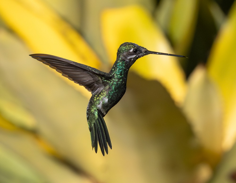 シロスジハチドリ - ML646261731