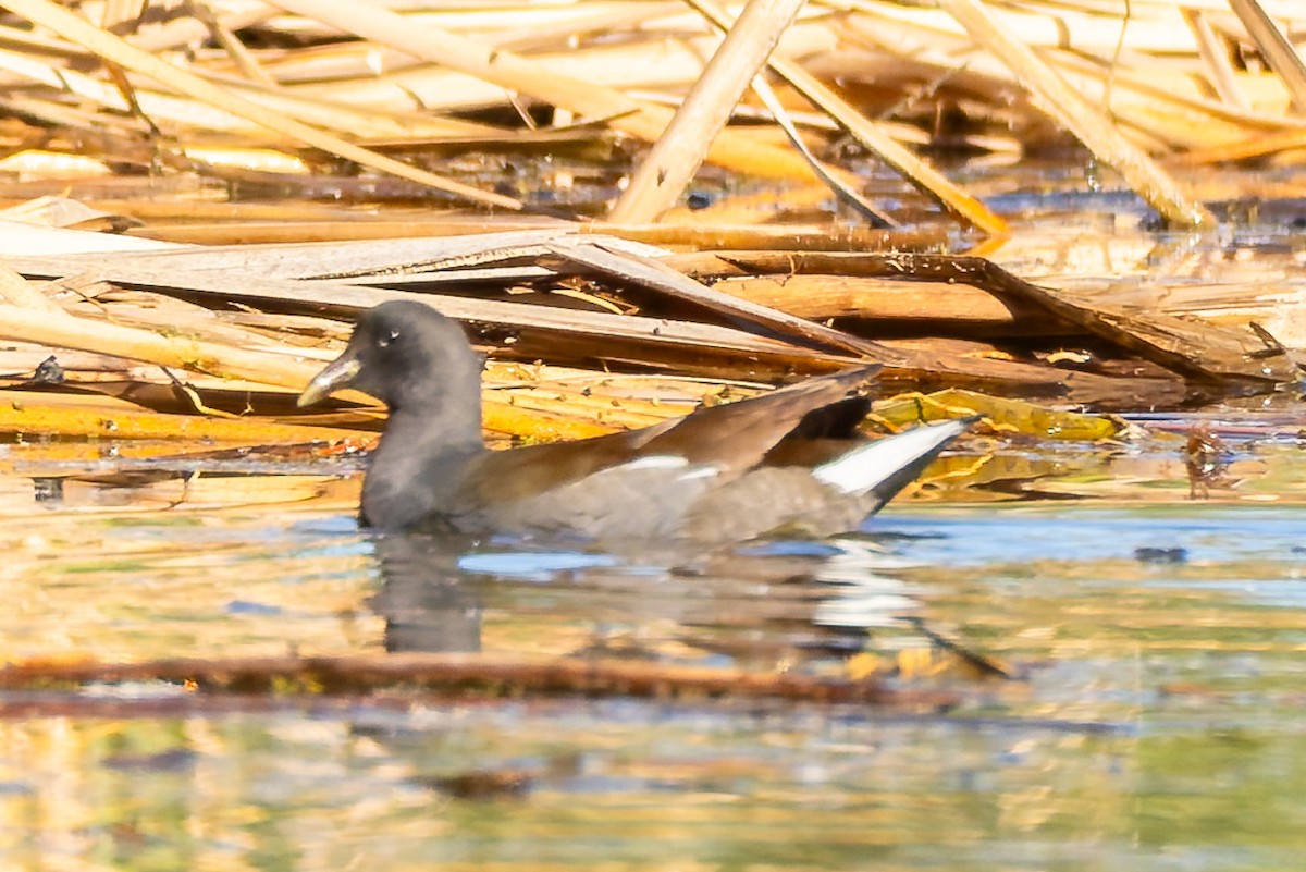 アメリカバン - ML646261732