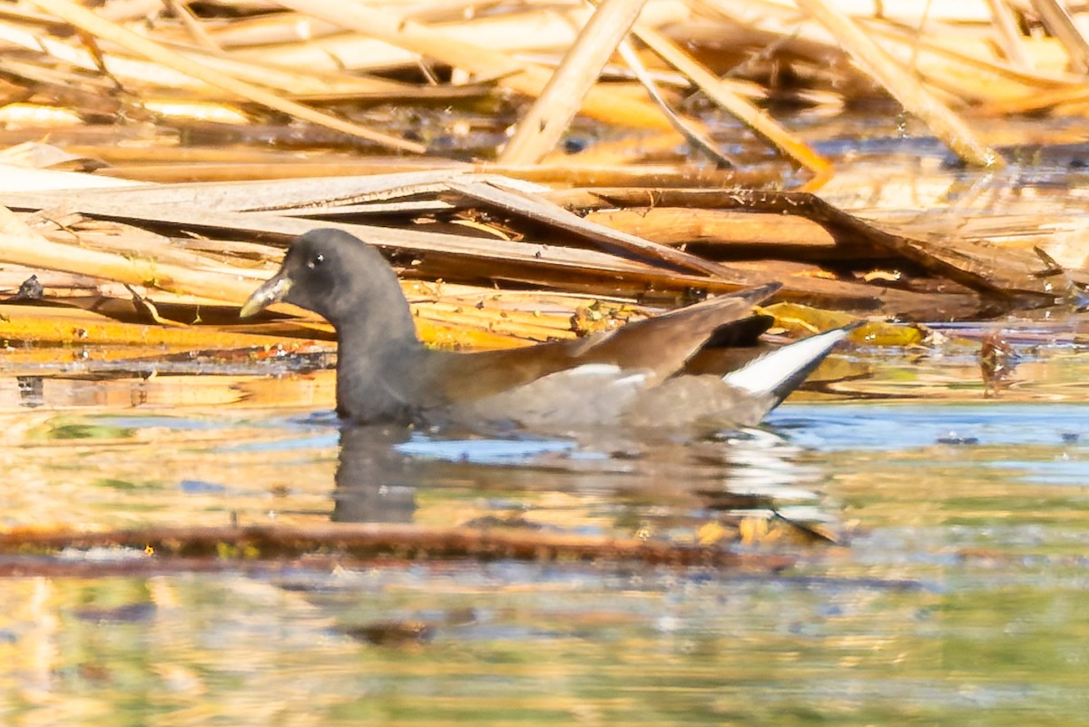 アメリカバン - ML646261733