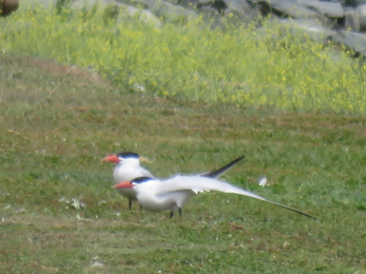 オニアジサシ - ML646261734