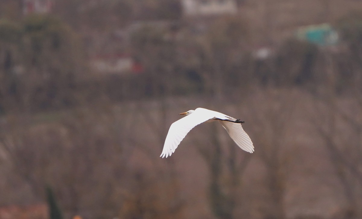 大白鷺 - ML646261737