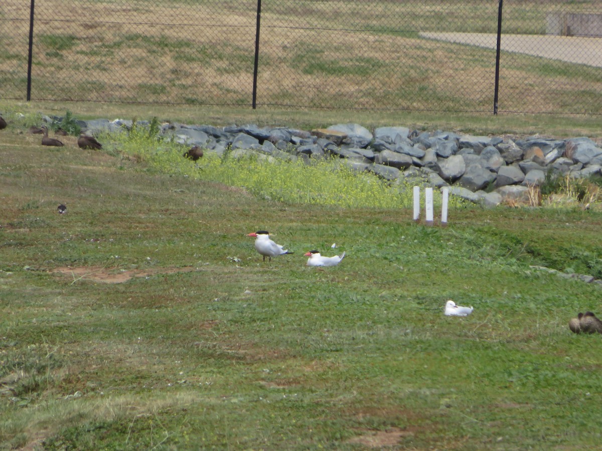 Морин хараалай - ML646261739