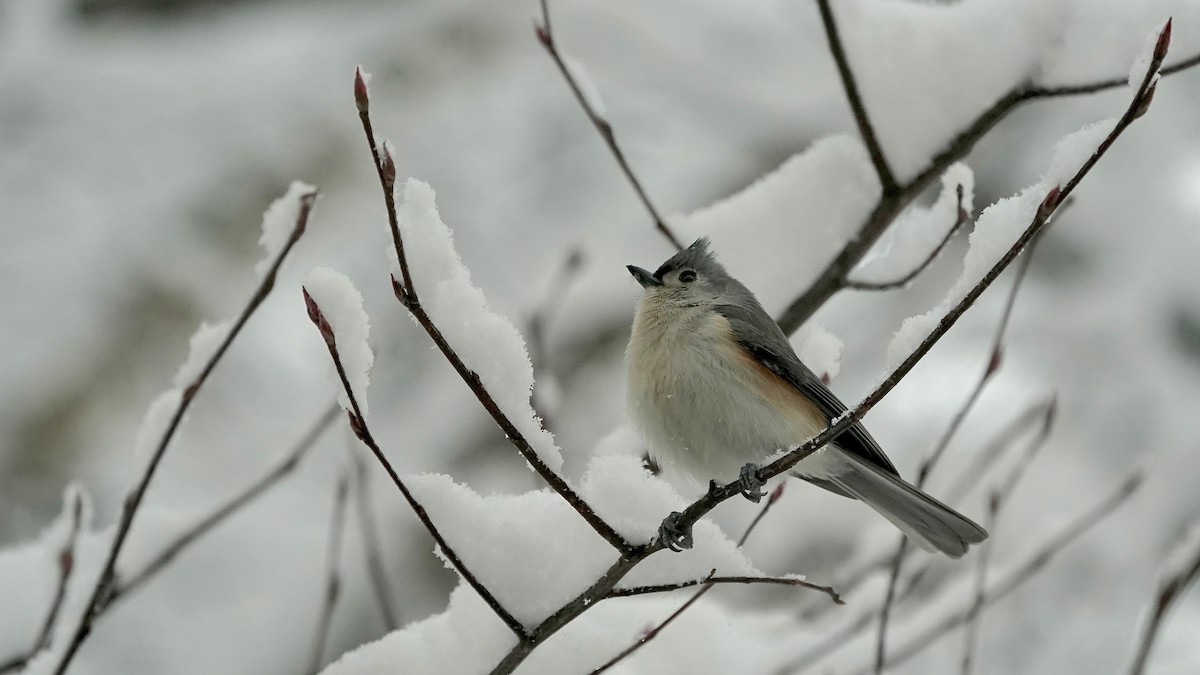 Grauhäubchenmeise - ML646261740