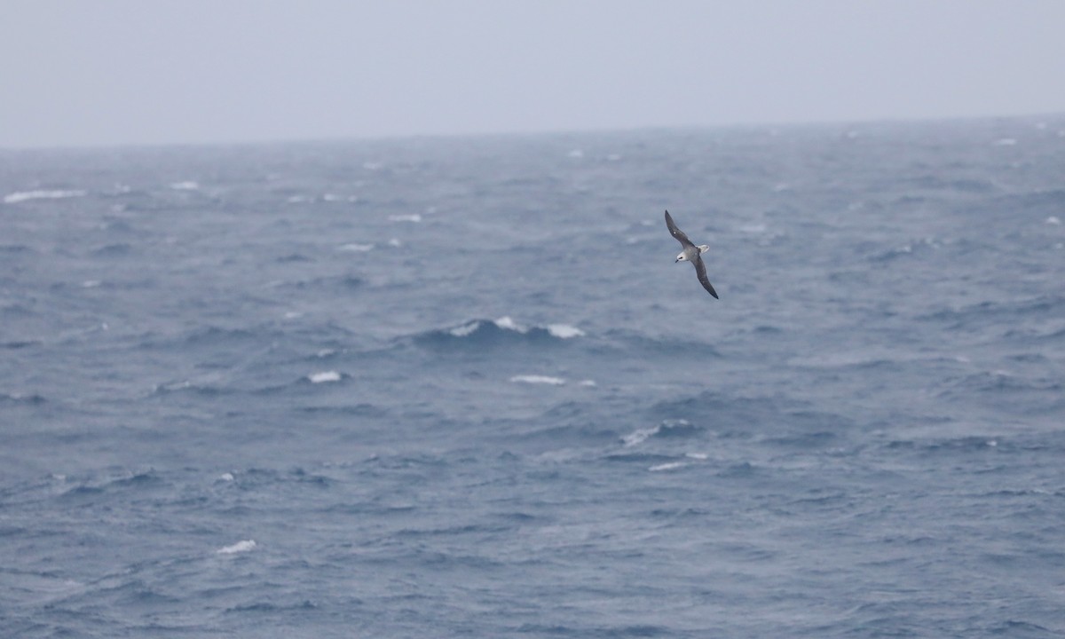 White-headed Petrel - ML646261743