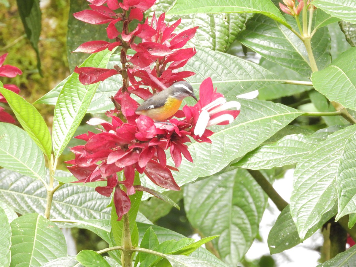 Цереба - ML646261745