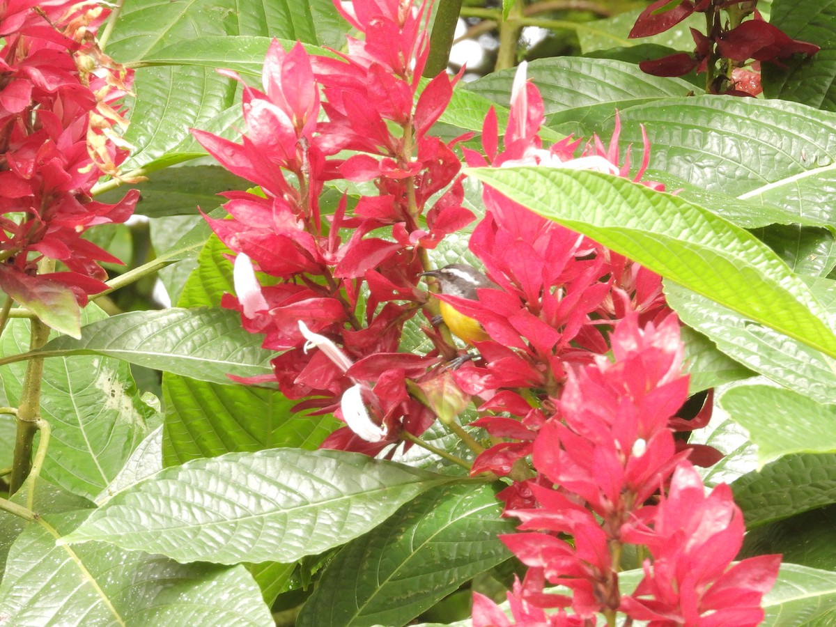 Цереба - ML646261746