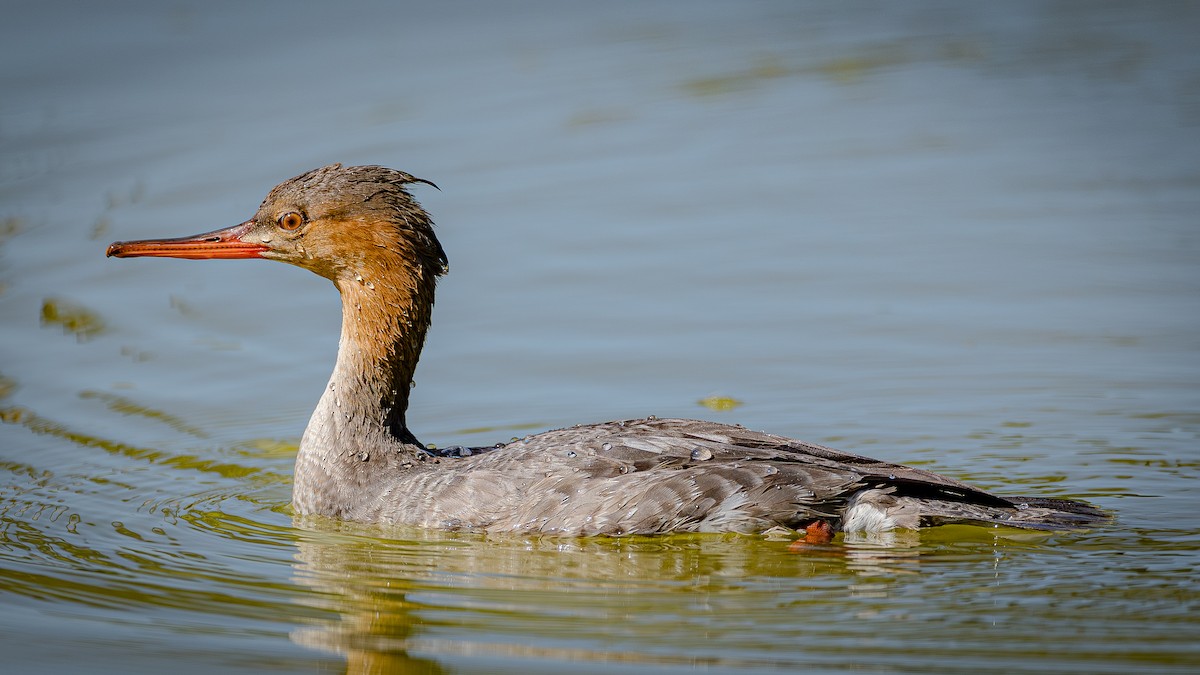 Smergo minore - ML646261758