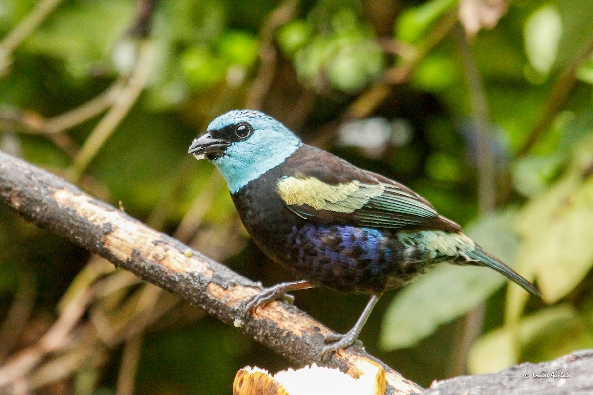 Blue-necked Tanager - ML646261761