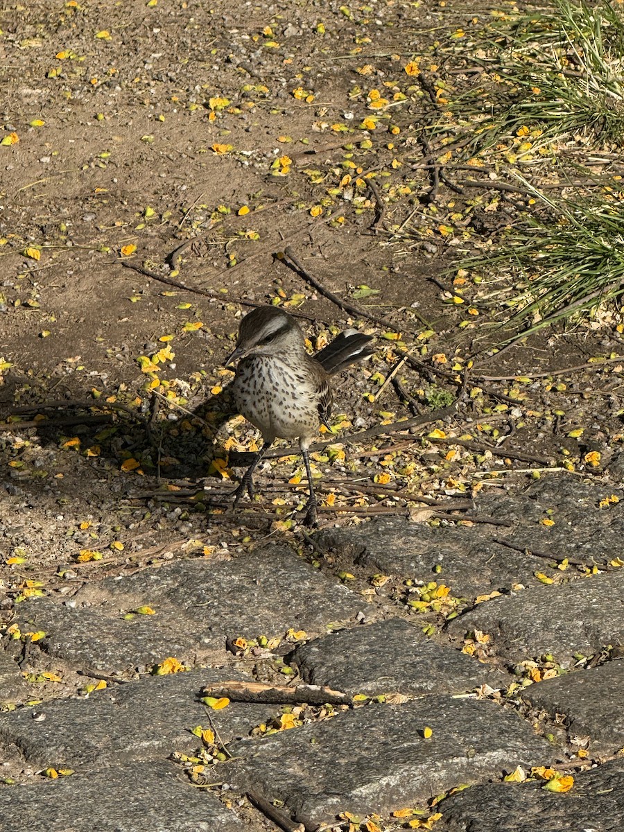 Chalk-browed Mockingbird - ML646261762