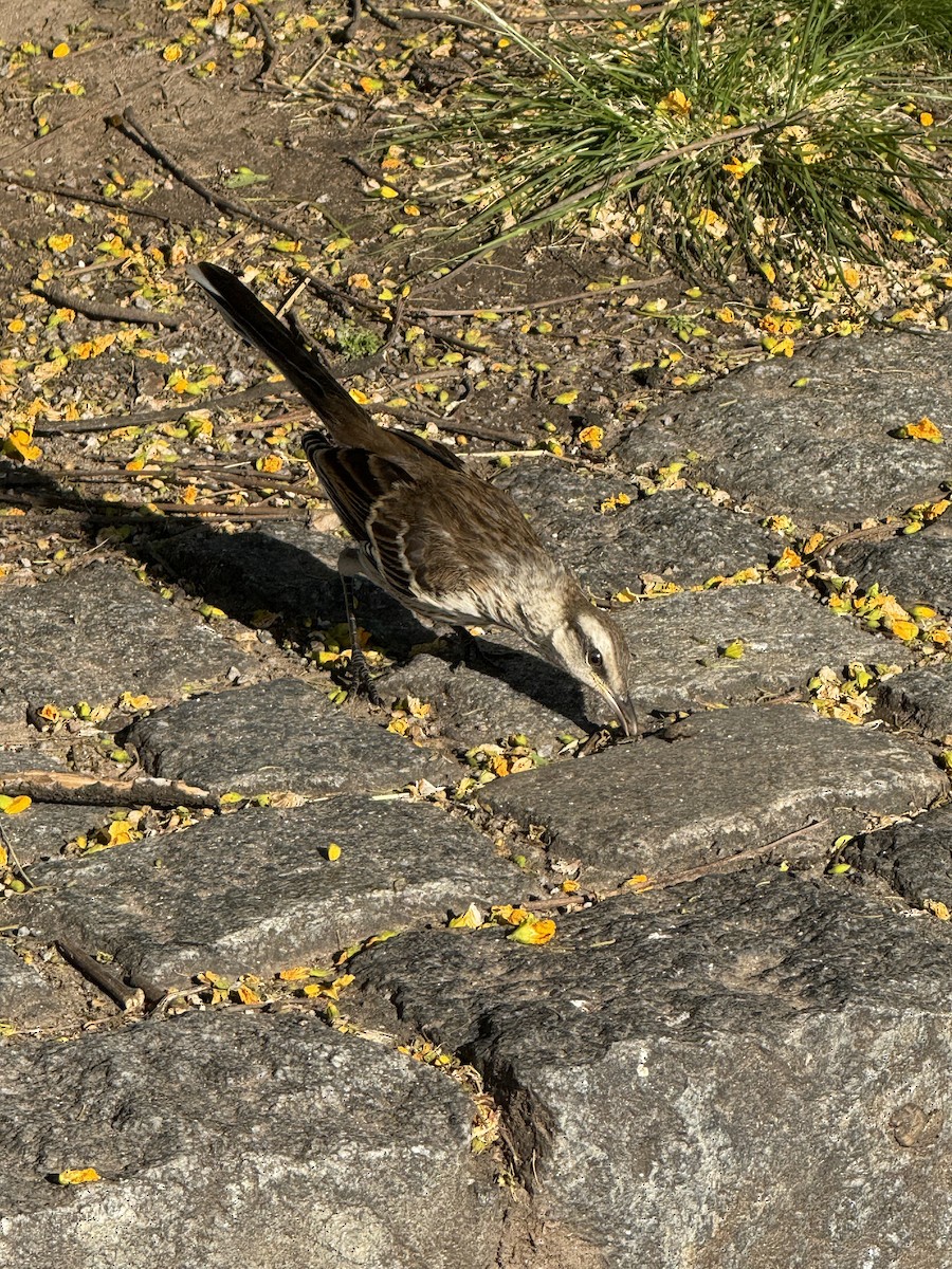 Chalk-browed Mockingbird - ML646261763