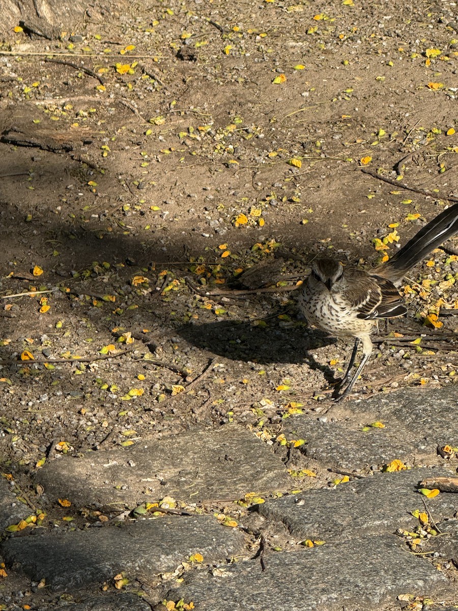 Chalk-browed Mockingbird - ML646261764