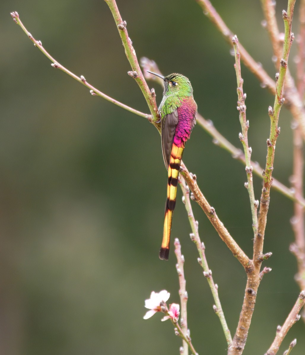 sylfa červenoocasá - ML646261768