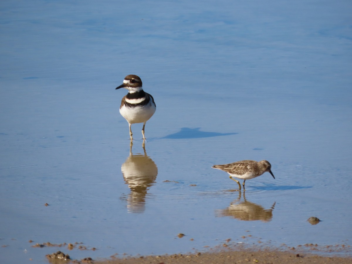 Killdeer - ML646261771