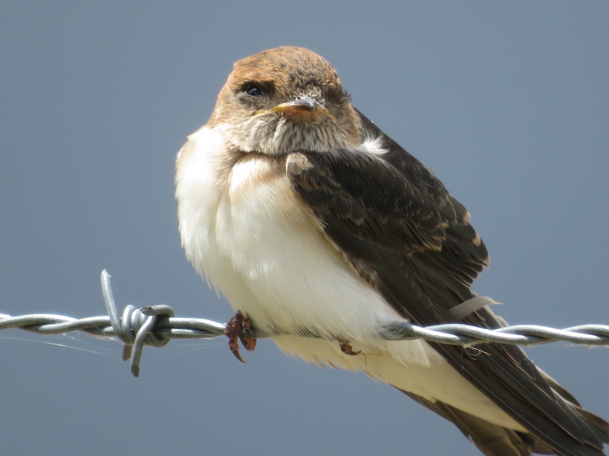 Fairy Martin - ML646261776