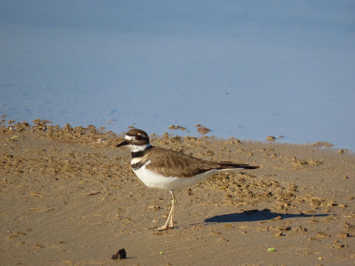 Killdeer - ML646261795
