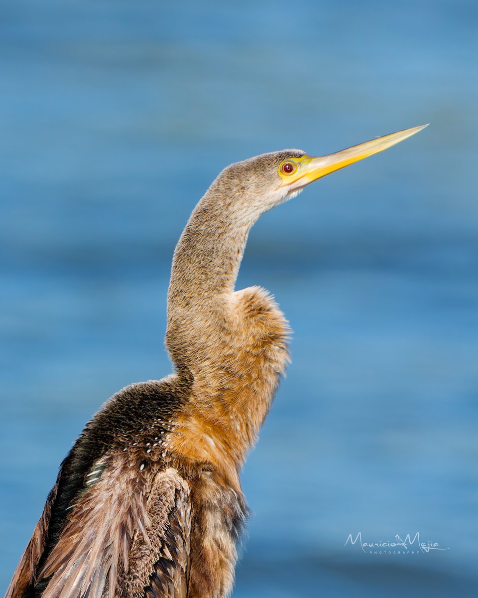 Anhinga - ML646261836