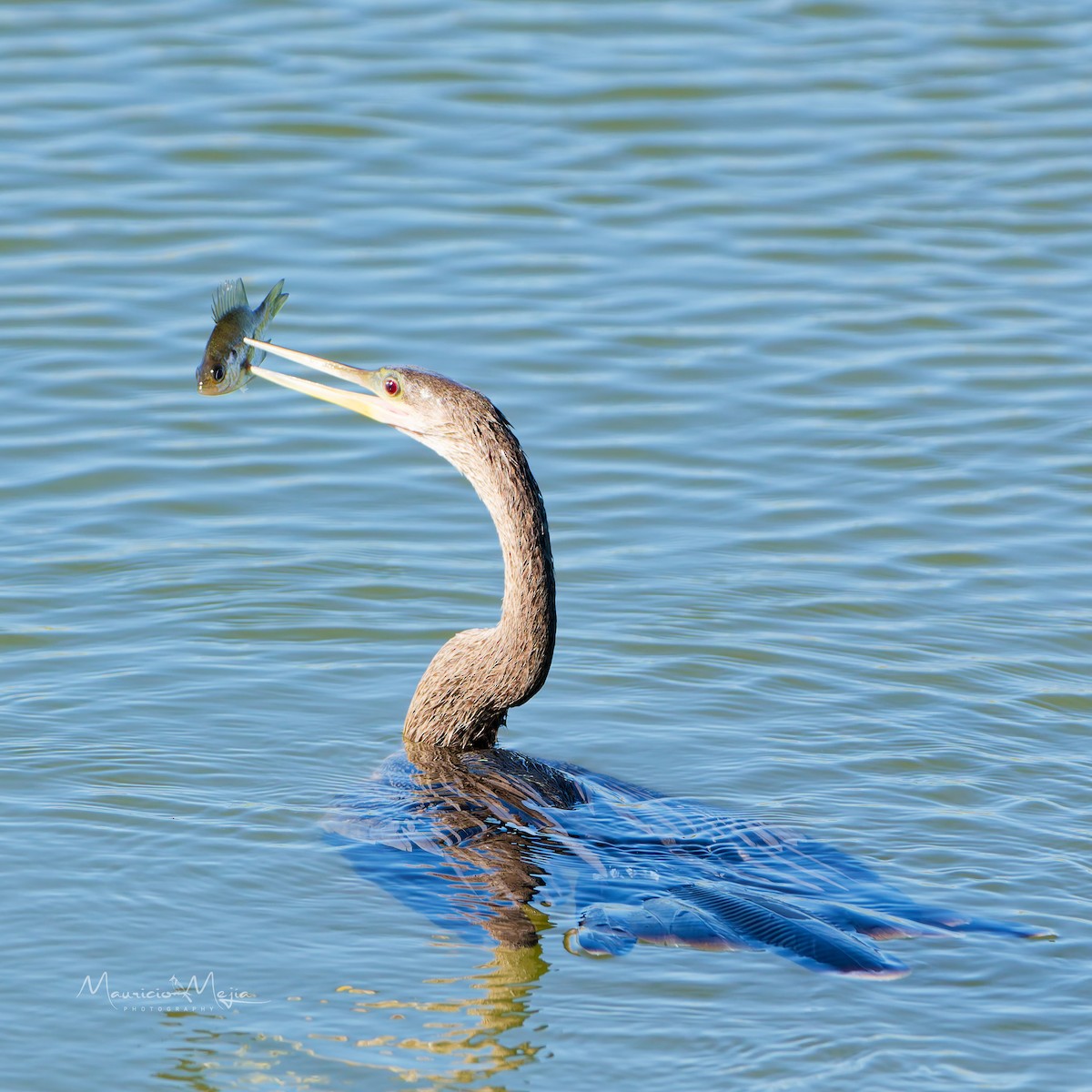Anhinga - ML646261837