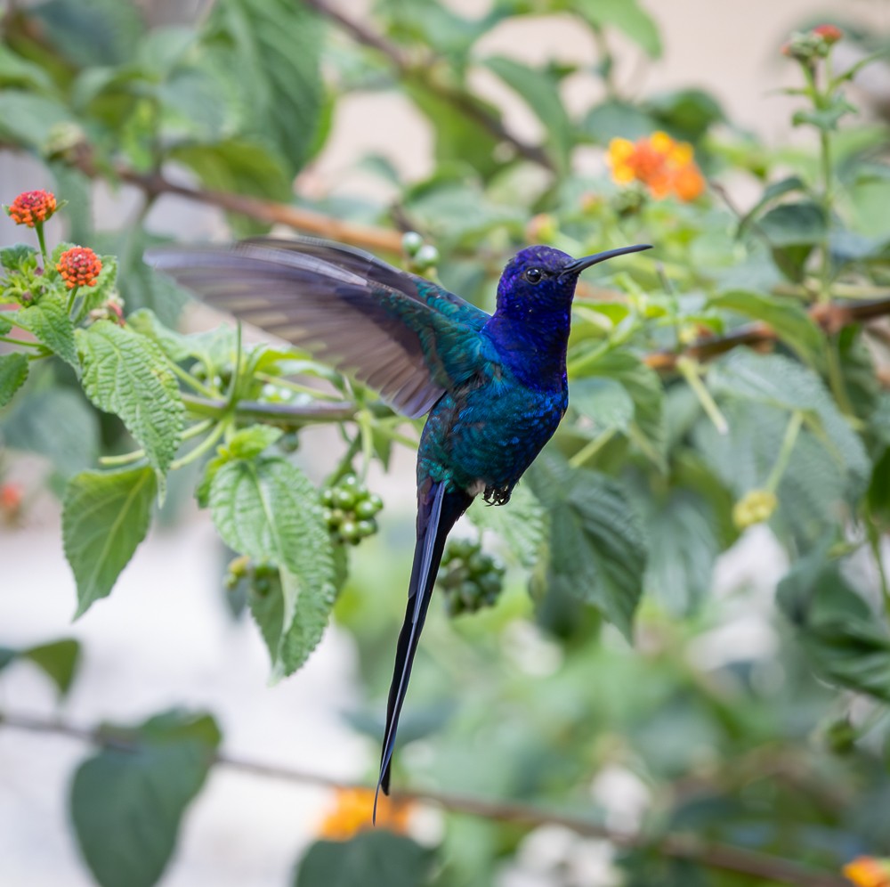 Swallow-tailed Hummingbird - ML646261839