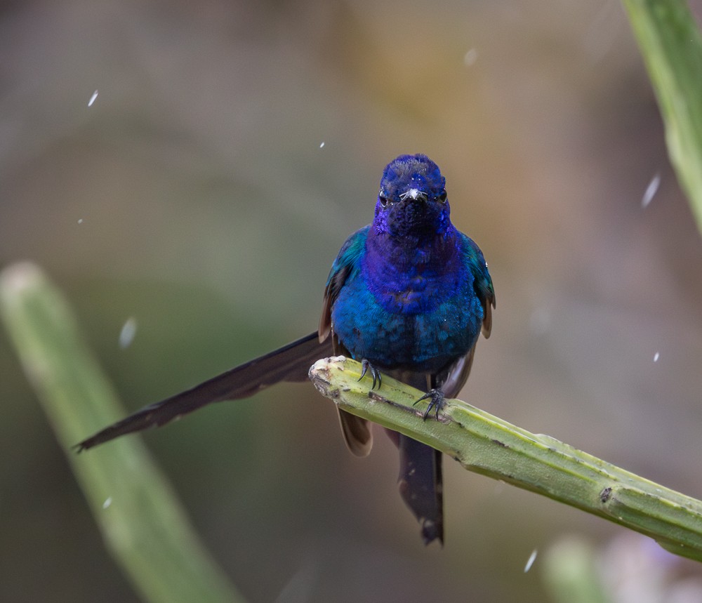 Swallow-tailed Hummingbird - ML646261840
