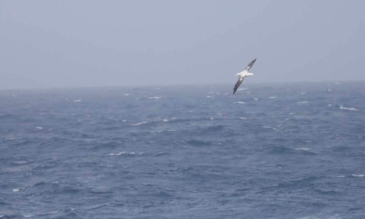 Antipodean Albatross (Gibson's) - ML646261841