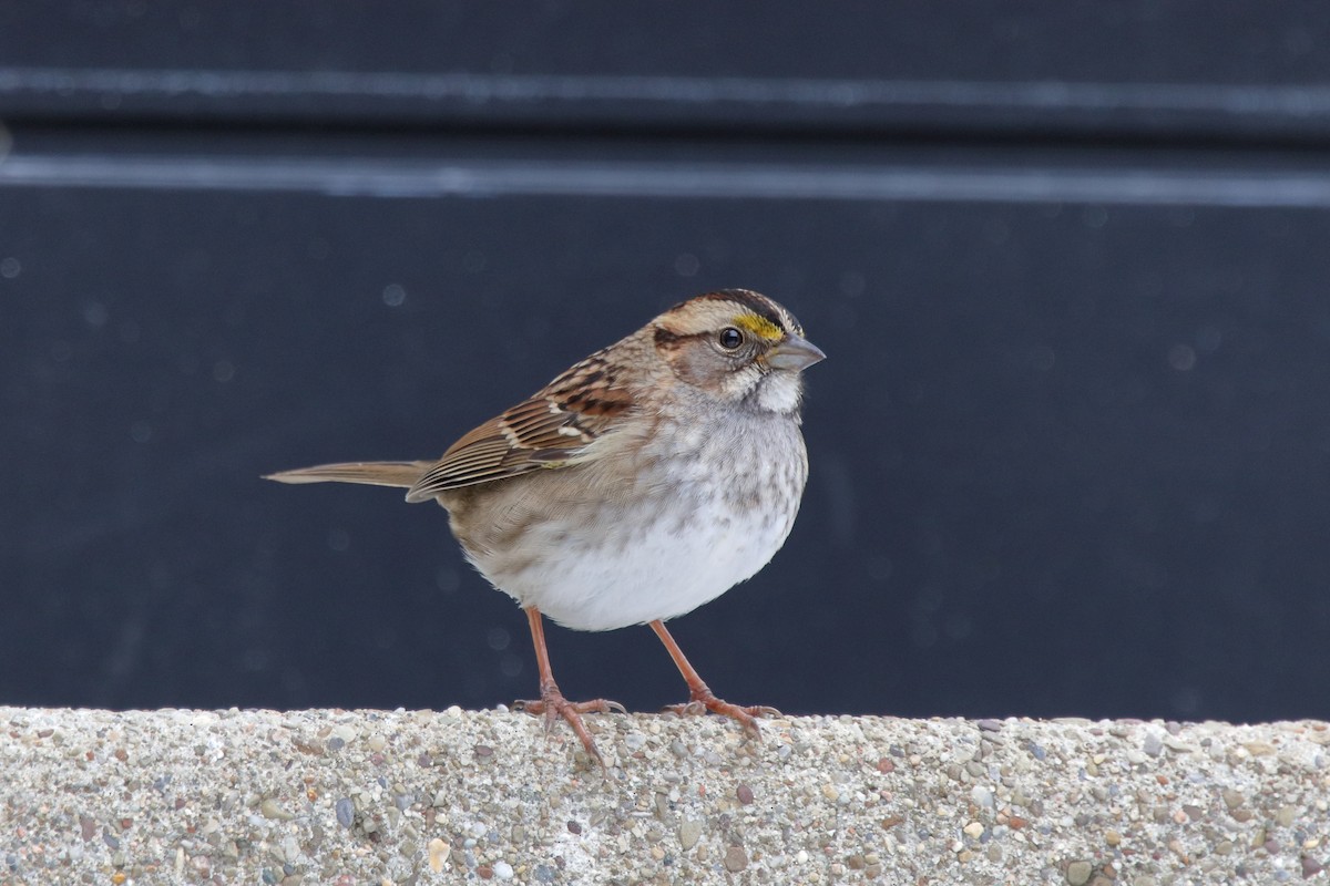 White-throated Sparrow - ML646261849