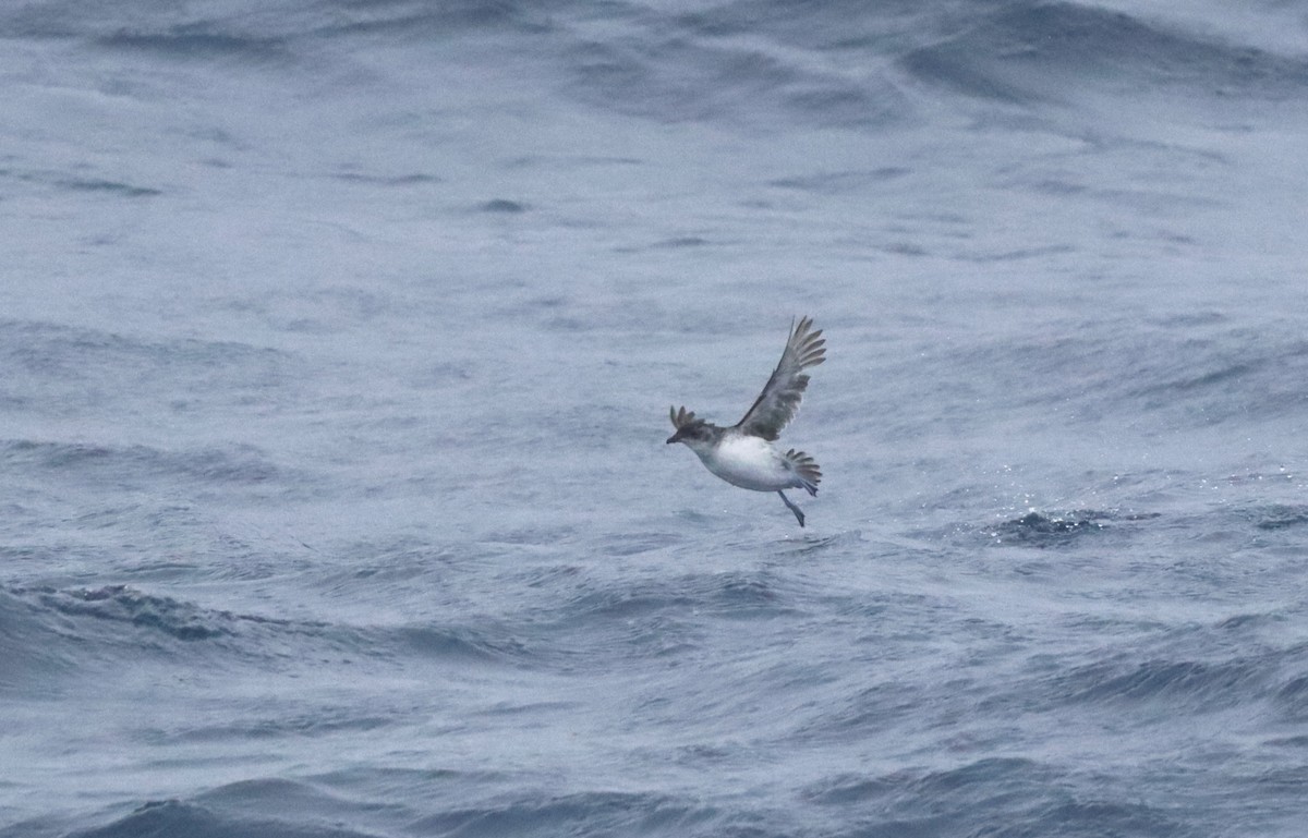 Common Diving-Petrel - ML646261851
