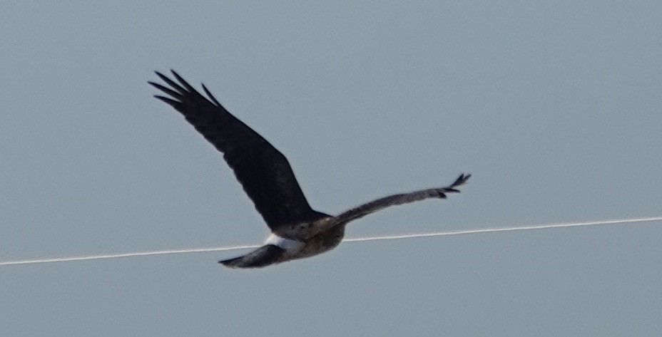 Northern Harrier - ML646261853