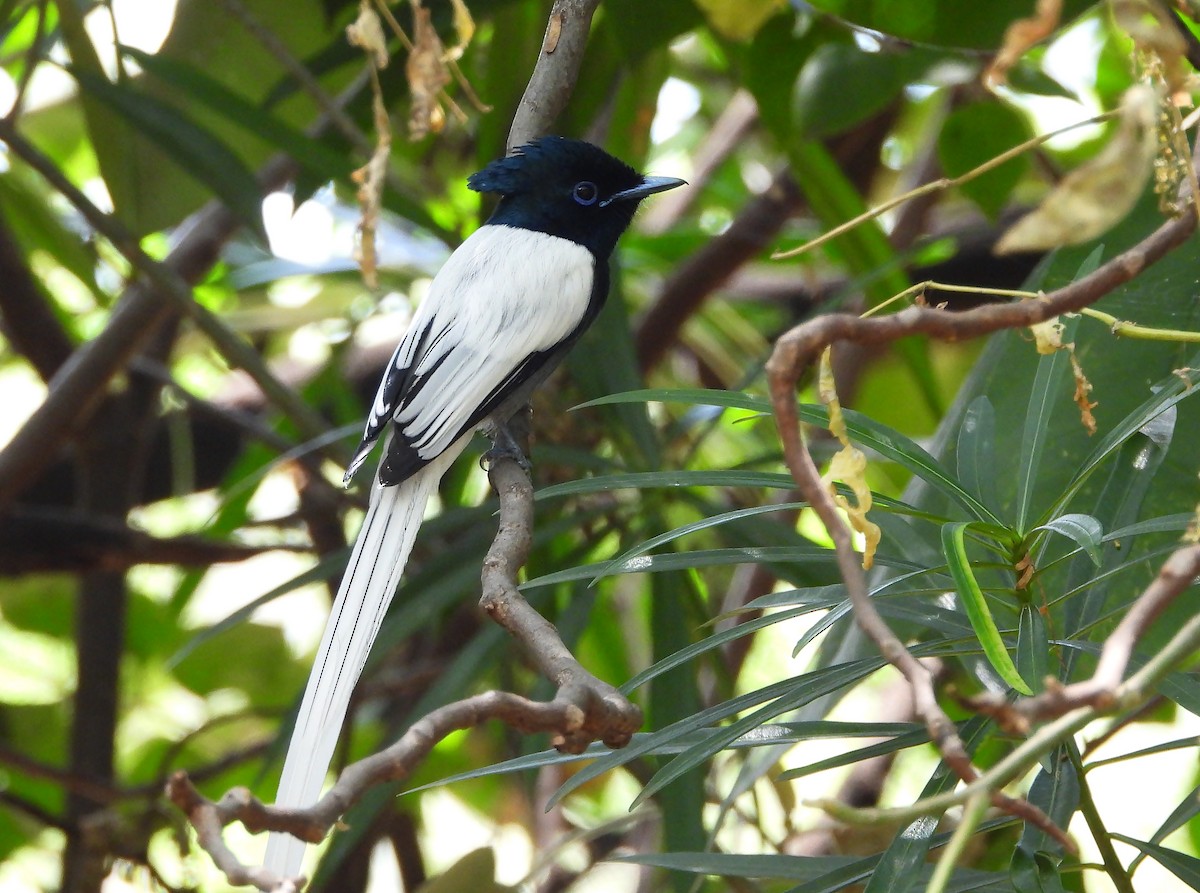 African Paradise-Flycatcher - ML646261856
