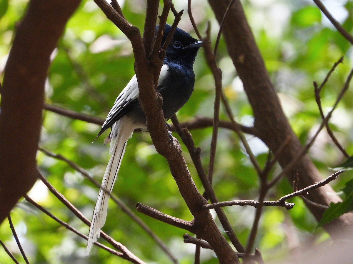 African Paradise-Flycatcher - ML646261857