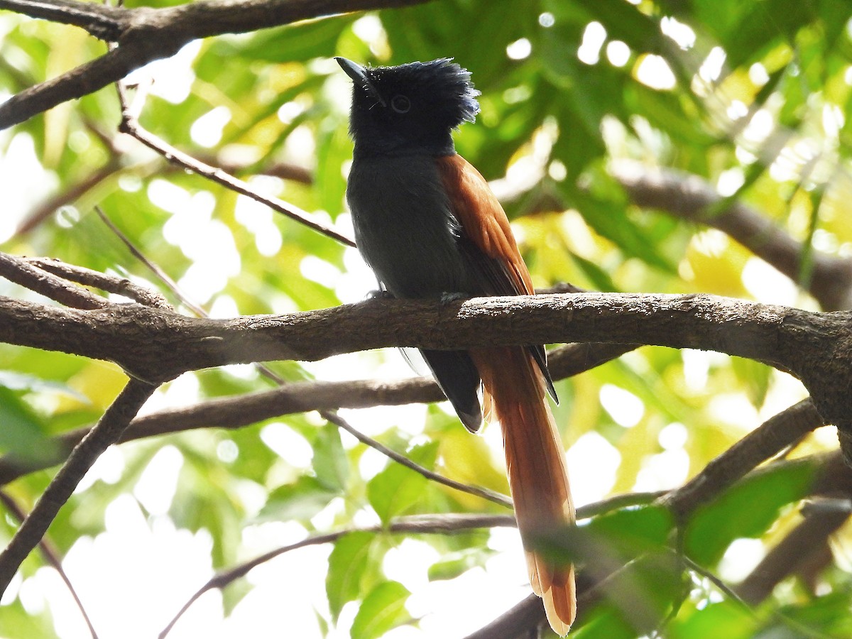 African Paradise-Flycatcher - ML646261858
