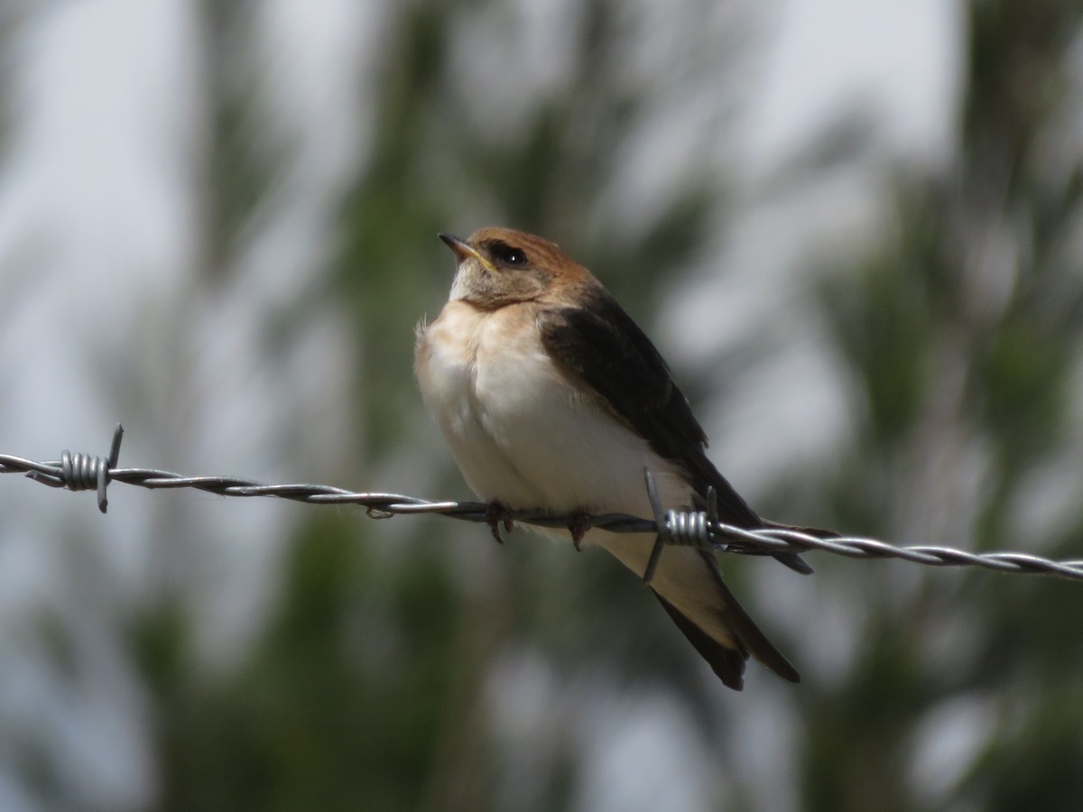 Fairy Martin - ML646261859