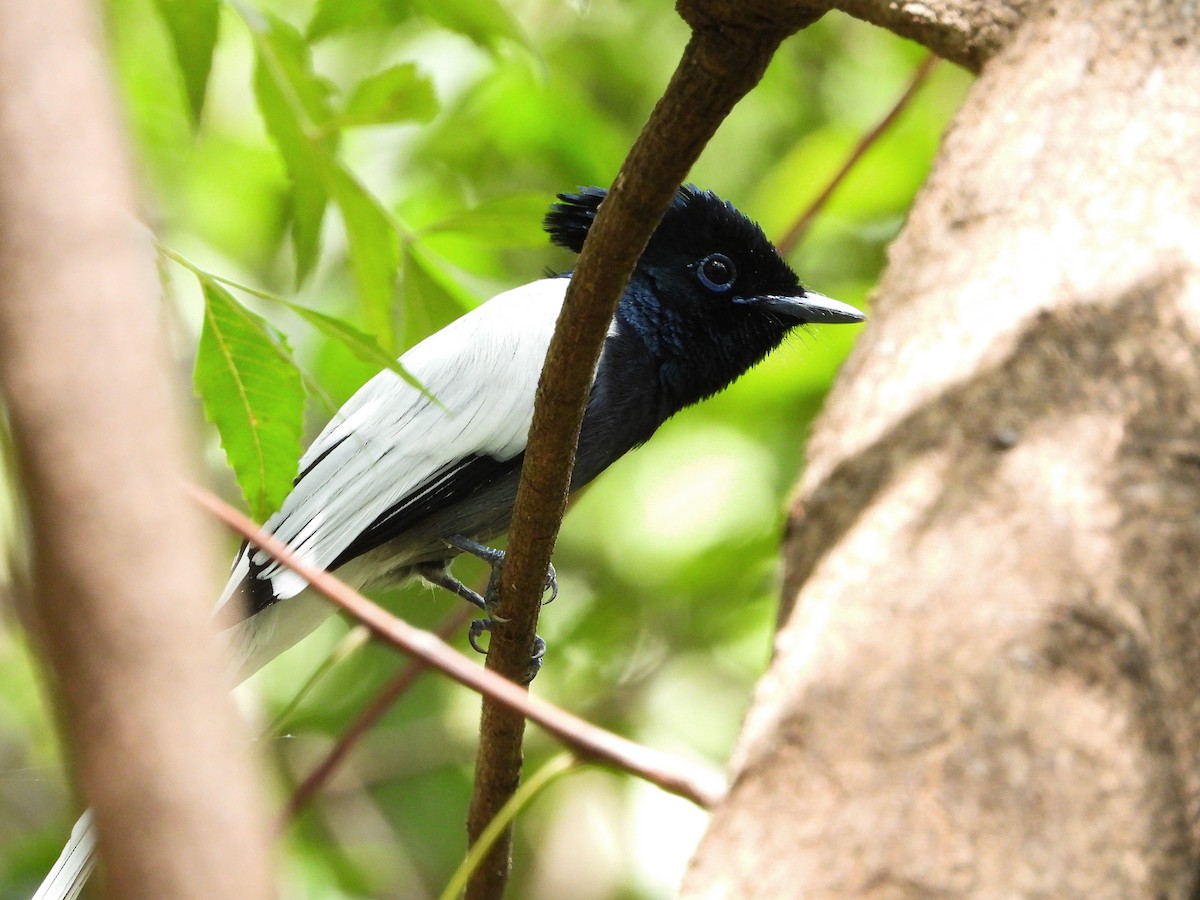 African Paradise-Flycatcher - ML646261860