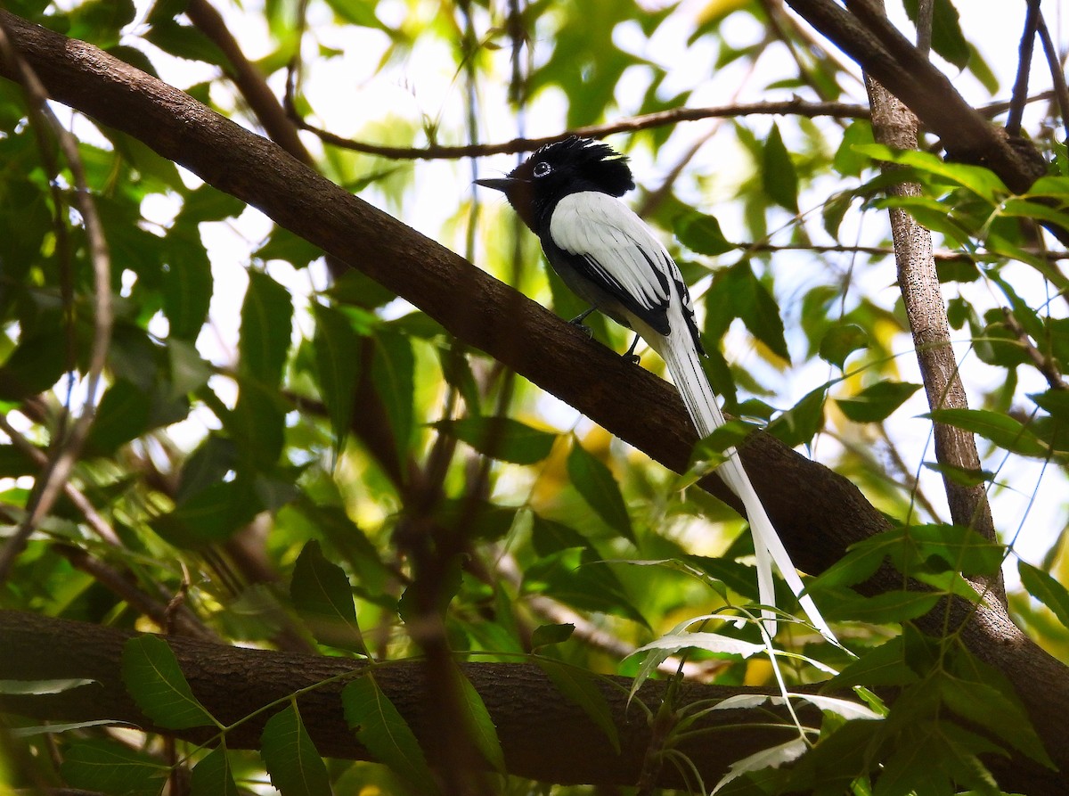 African Paradise-Flycatcher - ML646261861