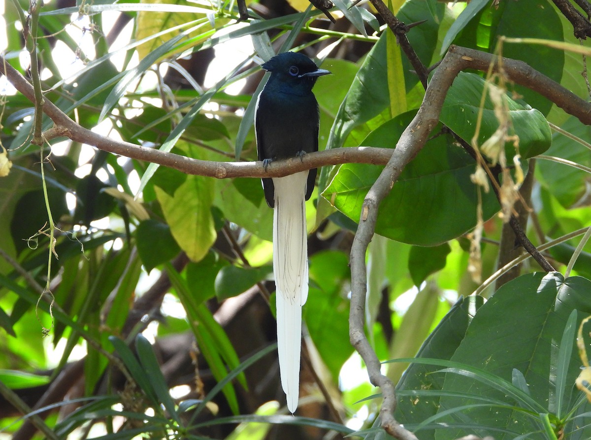 African Paradise-Flycatcher - ML646261862