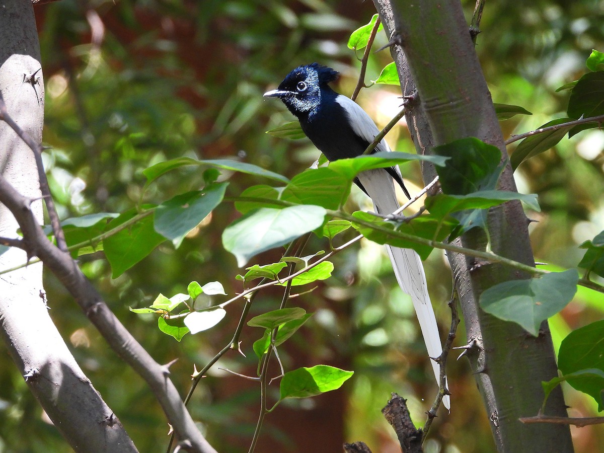 African Paradise-Flycatcher - ML646261863