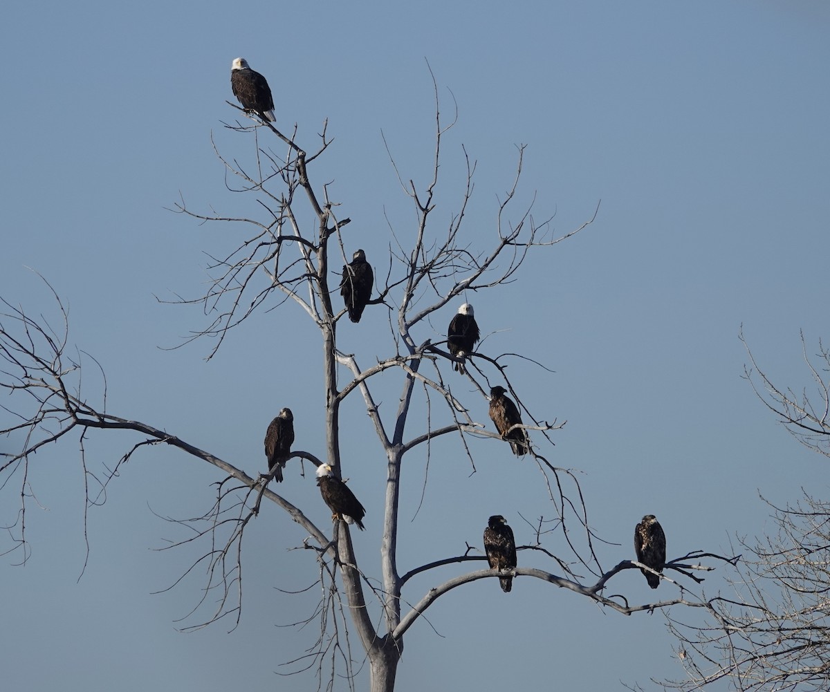 Bald Eagle - ML646261865
