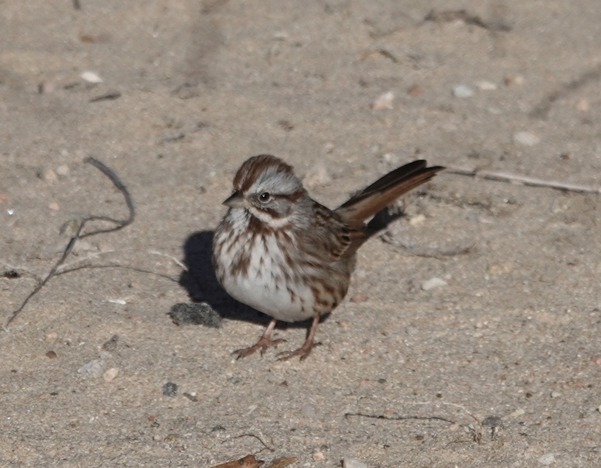 Song Sparrow - ML646261868