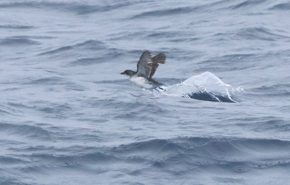 Common Diving-Petrel - ML646261869