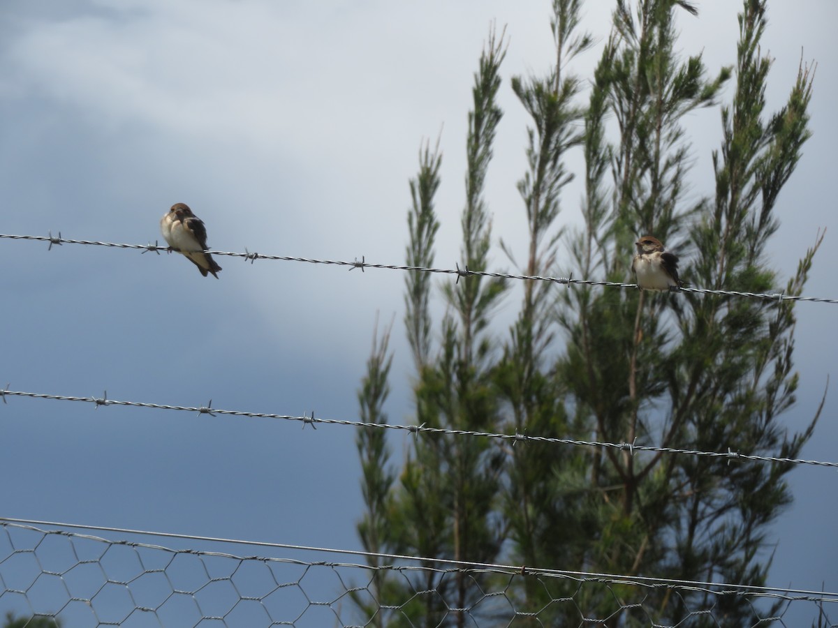 Fairy Martin - ML646261871