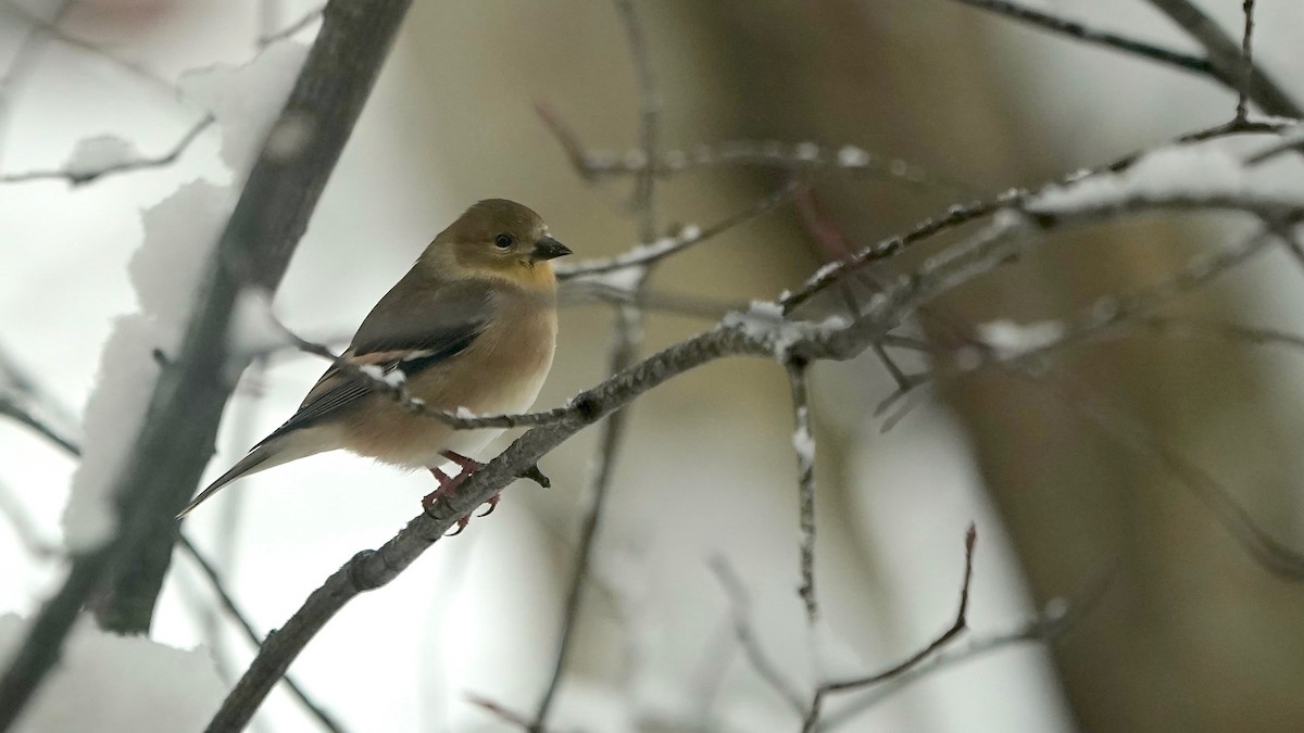 Goldzeisig - ML646261877